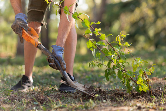 How to Nurture Your Garden: A Gentle Guide to Growing Beauty
