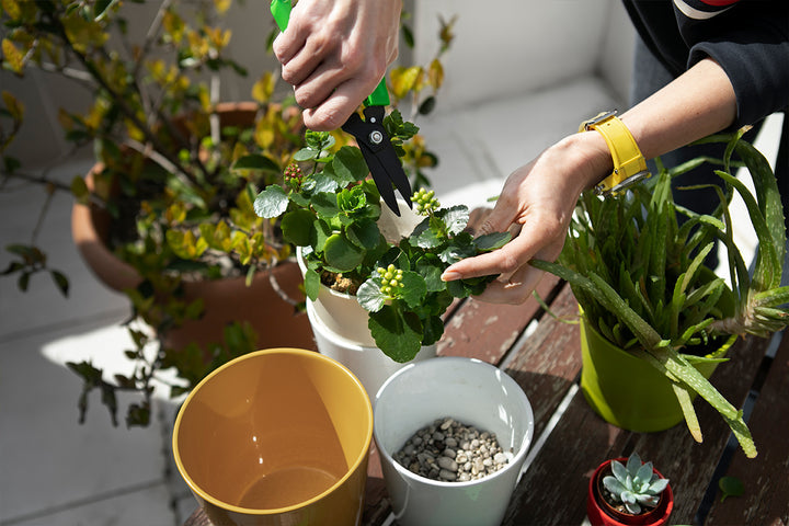 🌿 The Benefits of Using Self-Watering Pots and Planters