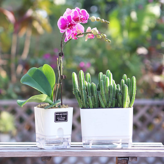 Self-Watering Pots – Clear Magnetic Base Planters with Built-In Wicking System | Plant Mate