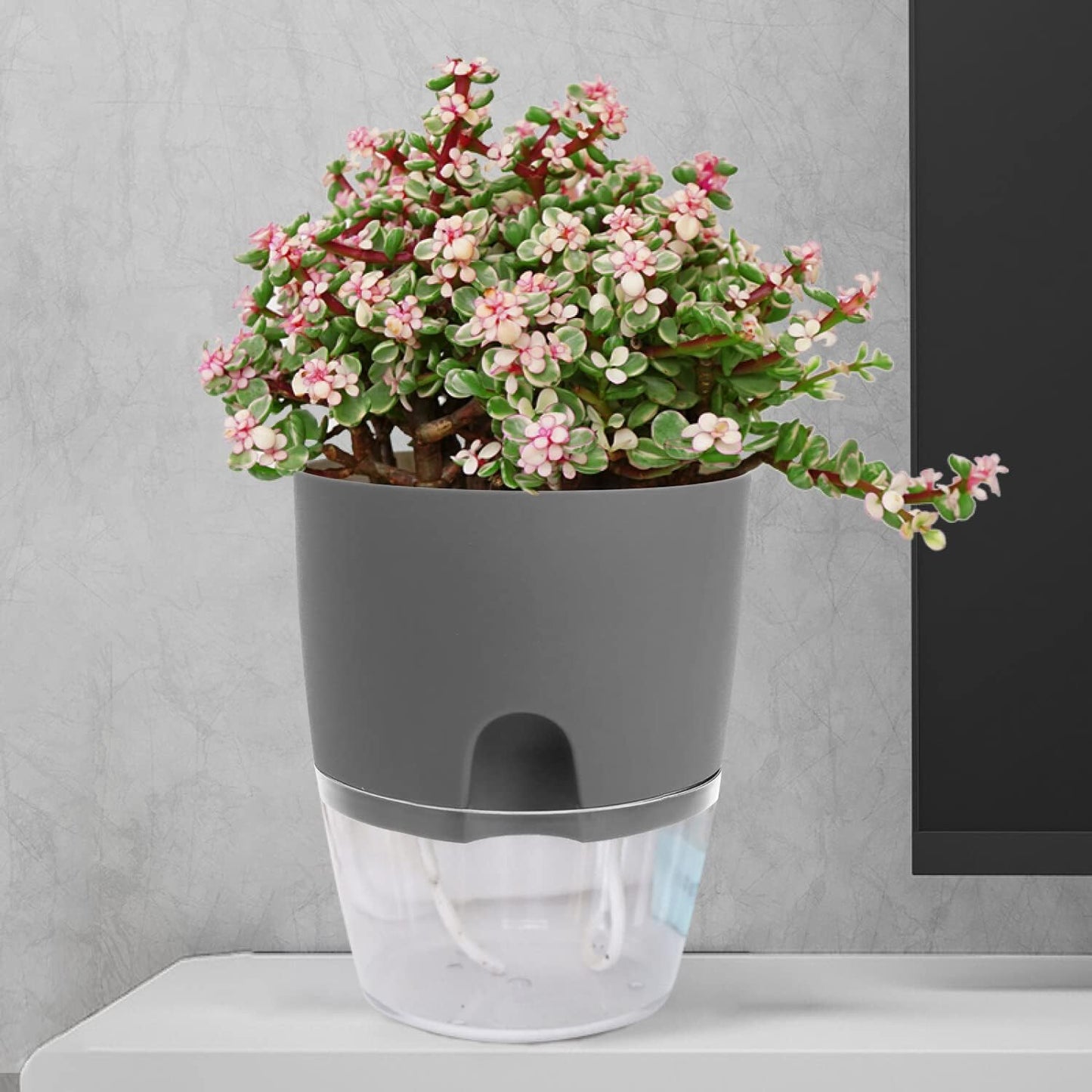 Popular Self-Watering Pots – Modern Planters with See-Through Base | Plant Mate