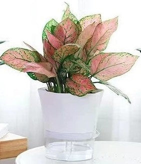 Modern Hexagon Self-Watering Plant Pot – Sylish Geometric Design | Plant Mate