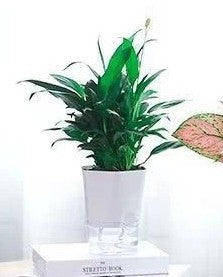 Modern Hexagon Self-Watering Plant Pot – Sylish Geometric Design | Plant Mate