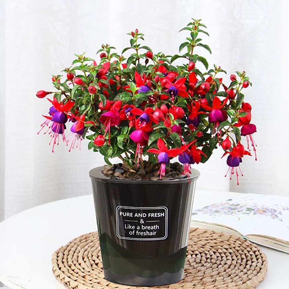 Plant Mate’s Pure & Fresh Range – Effortless Plant Care
