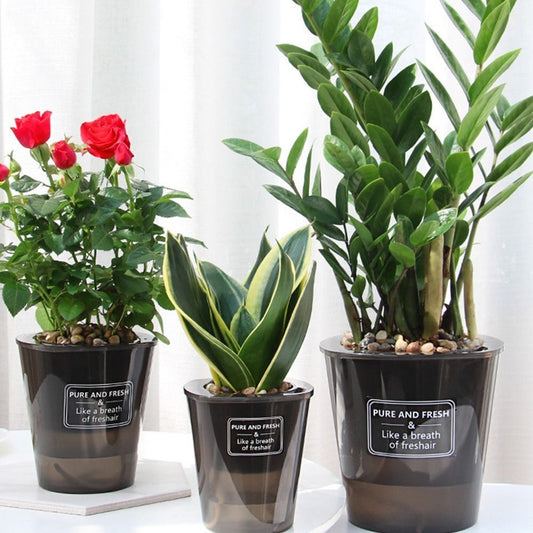 Plant Mate’s Pure & Fresh Range – Effortless Plant Care