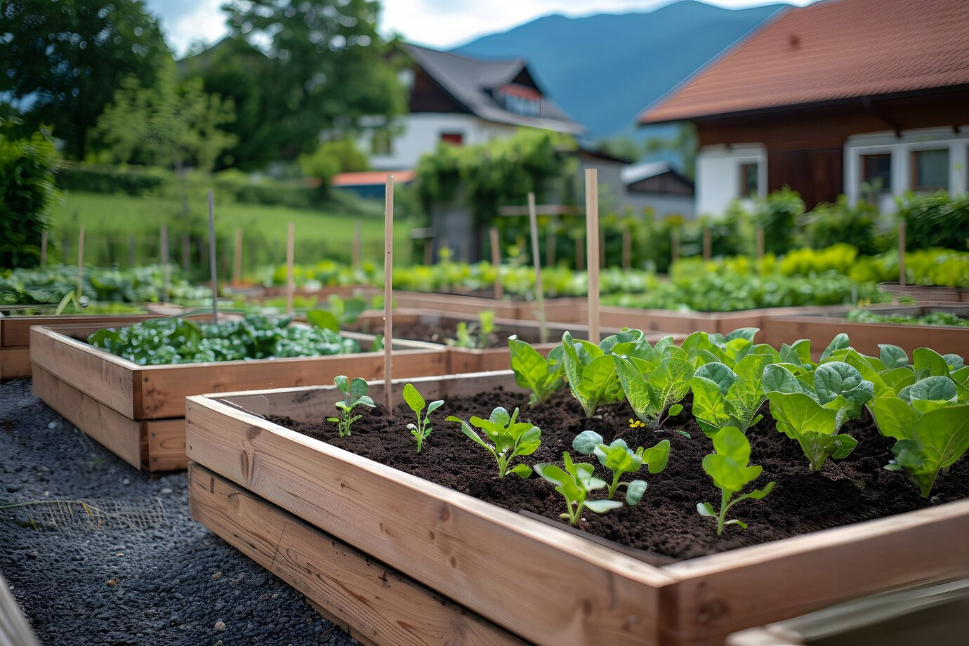 Raised Garden Beds