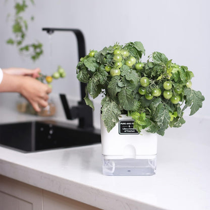 Self-Watering Pots – Clear Magnetic Base Planters with Built-In Wicking System | Plant Mate